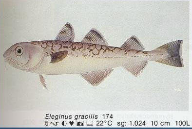 Eleginus gracilis